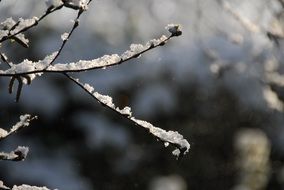 snowy branch winter season