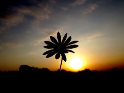 photo of a flower at sunset