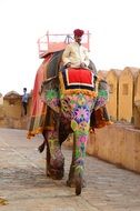 Traditional elephant trekking in Amber Palace-Fortress, India