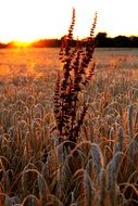 wheat field in the rays of the setting sun