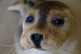 cute seal portrait