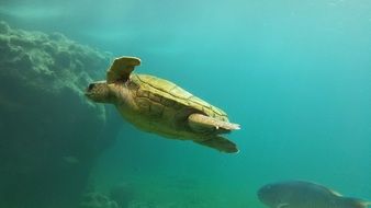 big turtle swims in the ocean