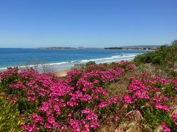 blooming of pink flowers on the shore