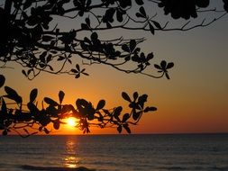 sunset, tree silhouette above water