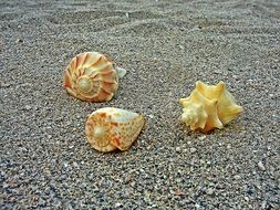 sea shells lie on the sand