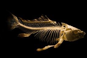 ancient ocean fish skeleton