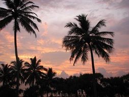 palm trees at tropical sunset sky