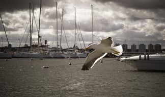 seagull over the pier boats