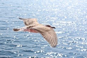 seagull in flight over the Mediterranean