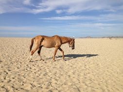 lonely horse walks on the sand