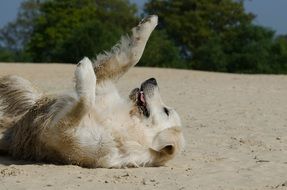 retriever plays in the sand