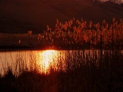 sunset over the lake with reeds
