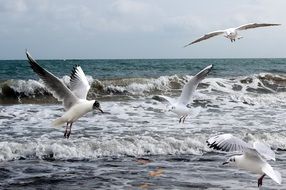 seagulls on a sea
