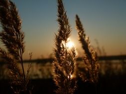 sunset reed backlight