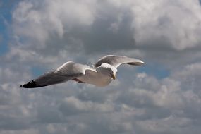 seagull on a background of gray clouds