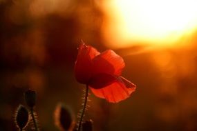 red poppy in the beautiful sunset light