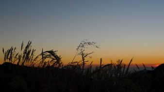 Grass against the background of dawn