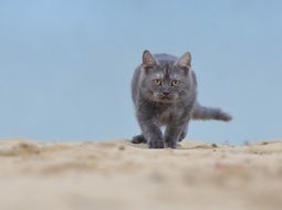 Gray cat walking along the beach
