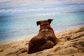 the dog is lying on the sand near the sea