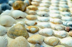 closeup picture of folded seashells on the beach