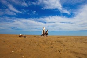 summer tree in the sand