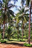 Thailand palm trees