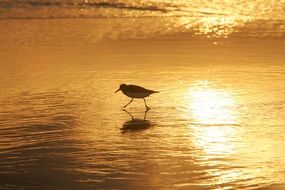 incredibly beautiful sanderling bird