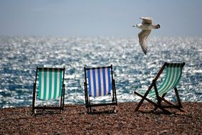 seagull flies over sun loungers near the sea