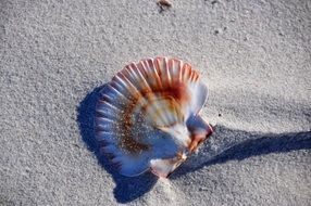 white brown shell on the sand