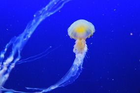 yellow jellyfish in a blue aquarium