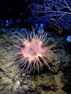 anemone sea life