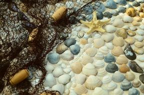 mussels in the sea