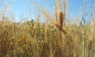 Agricultural field in summer