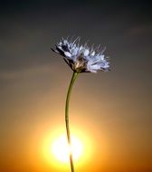 sunset silhouette of a flower