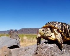 turtle reptile sitting on the rock