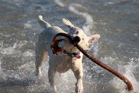 dog play in sea