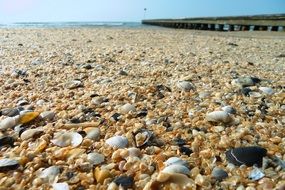 jetty shells