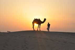 desert sunset with camel silhouette