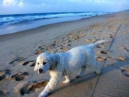 white puppy on the beach in Israel