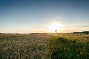 farmland with grass