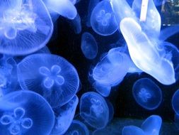 neon blue jellyfish