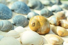 photo of mussels on the beach