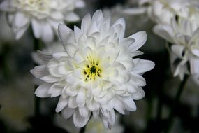 snow white chrysanthemum flower close up