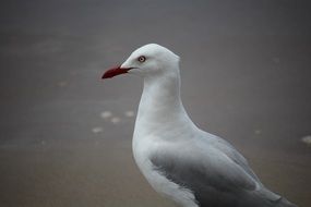 white seagull bird