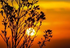 the sun in the sunset behind the tree