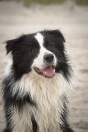 dog border collie on the beach
