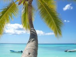 view of tropical palm tree and amazingly blue water