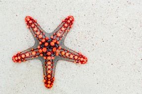 sea starfish on the africa kenya beach