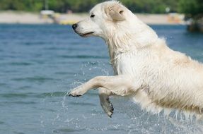 the dog runs on water