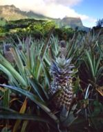 Pineapple on Tahiti